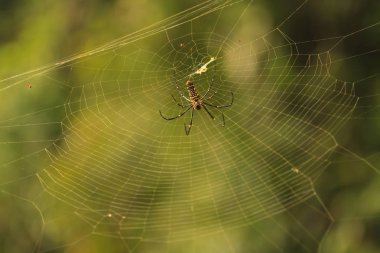 dişi Golden Web örümcek Nephila pilipes