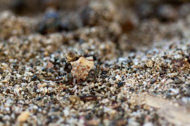 Yengeç kum üzerinde plaj, detay dikey, Yala Milli Parkı, Sri Lanka