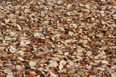 Manyok kök Mekong Deltası, Vietnam'nda güneş ışığı altında kurutma