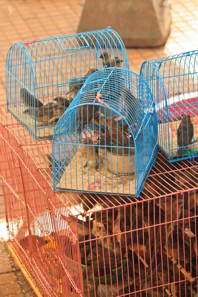 Swallow birds in cage for sell to people to release them in the temple.