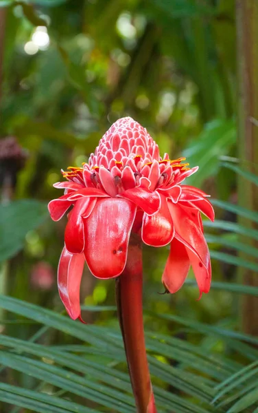 Tropikalny różowy kwiat — Zdjęcie stockowe
