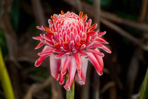 Tropikalny różowy kwiat — Zdjęcie stockowe