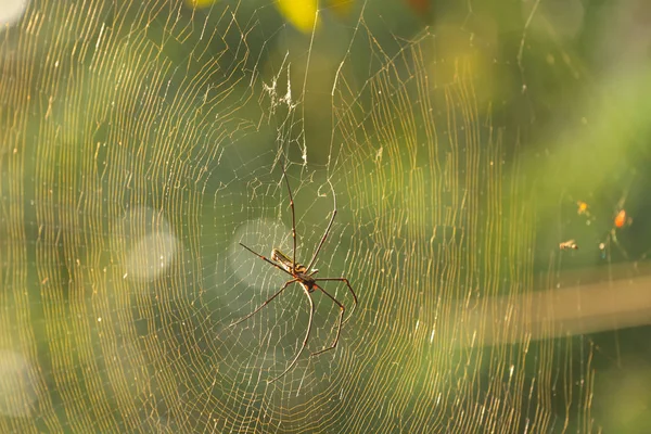 Nephila Maculata, dev ahşap örümcek