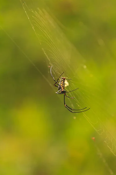 Nephila Maculata, Obří dřevěné Spider — Stock fotografie