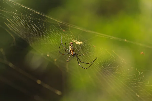 Нефила Макулата, гигантский деревянный паук — стоковое фото