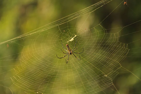 Nephila Maculata, Obří dřevěné Spider — Stock fotografie