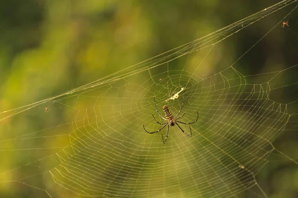 Ženské pilipes Golden Web Spider Nephila — Stock fotografie