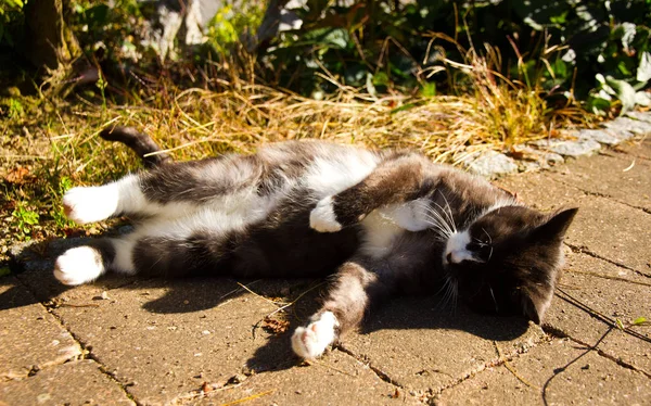 고양이 태양에서 주변에 구르 — 스톡 사진