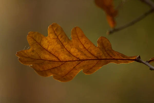 Folha de carvalho verde isolada sobre fundo natural — Fotografia de Stock