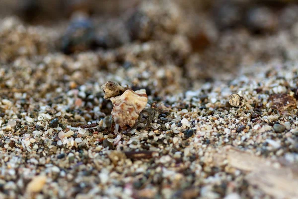 Yengeç kum üzerinde plaj, detay dikey, Yala Milli Parkı, Sri Lanka