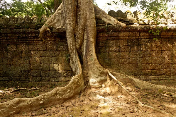 Eski kalıntılar Angkor Wat — Stok fotoğraf