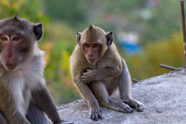 Portret van een Baby Rhesus makaak monkey — Stockfoto