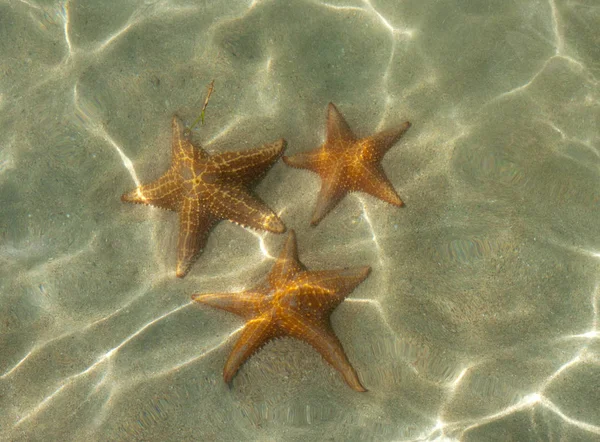 水中ヒトデ、カリブ海 ロイヤリティフリーのストック写真