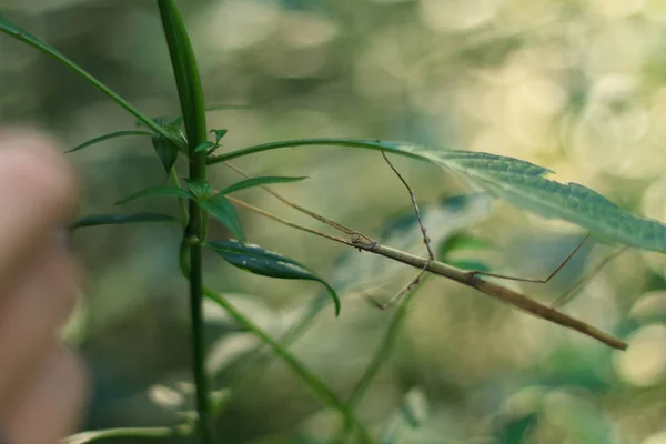 Stick Insect, visto em um passeio de trekking no Laos — Fotografia de Stock