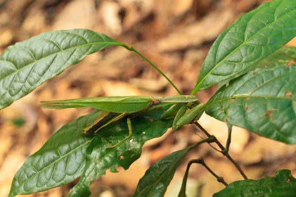 Trekking turu Laos görülen böcek sopa