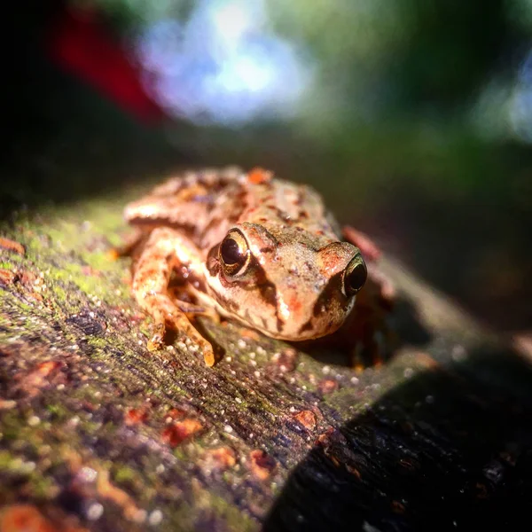 Bir Ağaç Dalı Üzerinde Sıcak Güneşin Altında Oturan Kurbağa — Stok fotoğraf