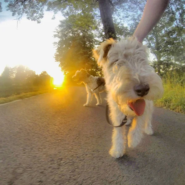 Günbatımında yürüyen iki tilki korkunç köpek