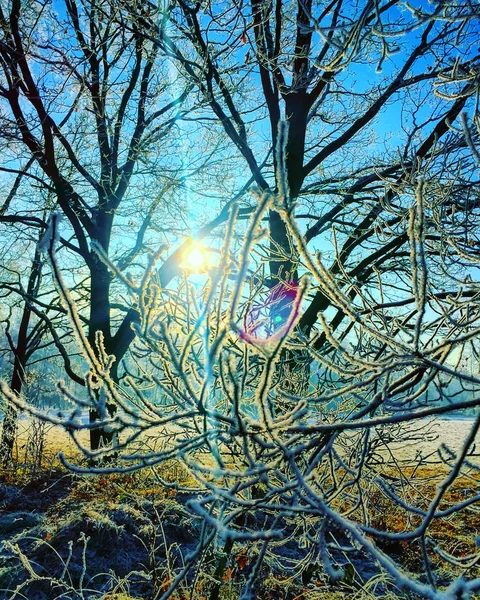 Sun Shining Snow Laden Bare Branched Trees — Stock Photo, Image