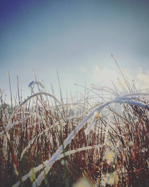 Заморожена Трава Тлі Блакитного Неба Ранковим Сонцем Ньому — стокове фото