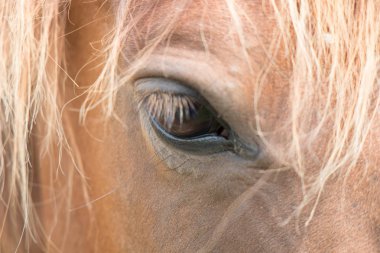 At gözüne yakın çekim