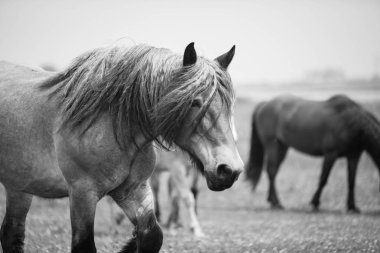 European wild horses in an open field clipart