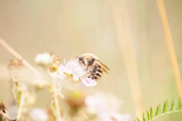 Abeille sur une fleur rose — Photo