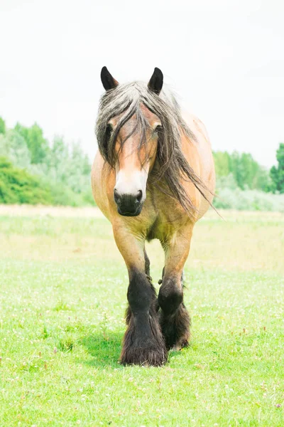 European wild horses — Stock Photo, Image