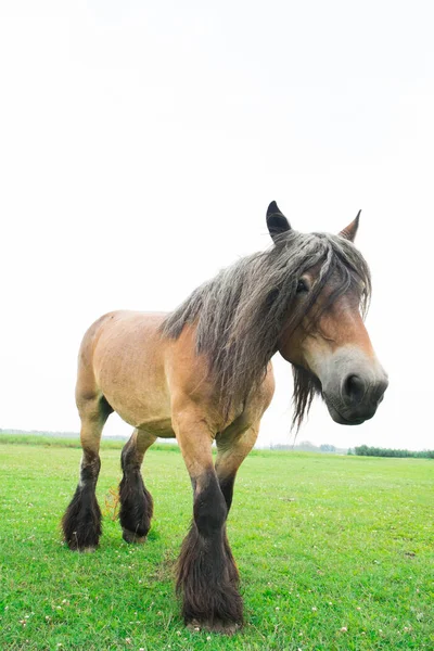 Cavalos selvagens europeus — Fotografia de Stock