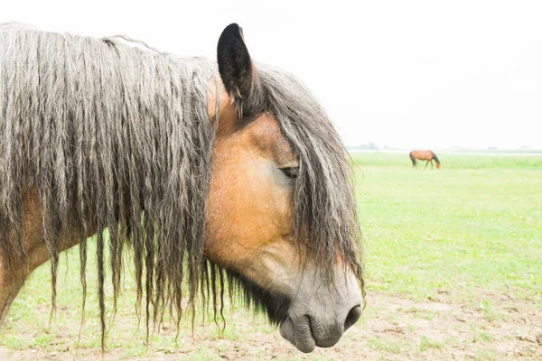 European wild horses — Stock Photo, Image