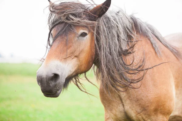 European wild horses — Stock Photo, Image