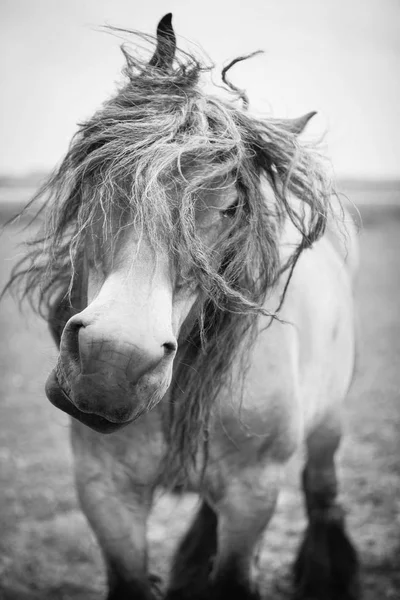 Avrupa Vahşi atlar — Stok fotoğraf