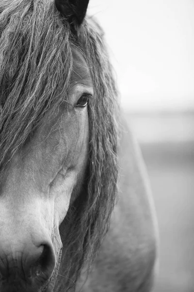 Açık alanda Avrupa Vahşi atlar