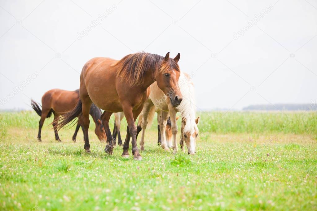 European wild horses 