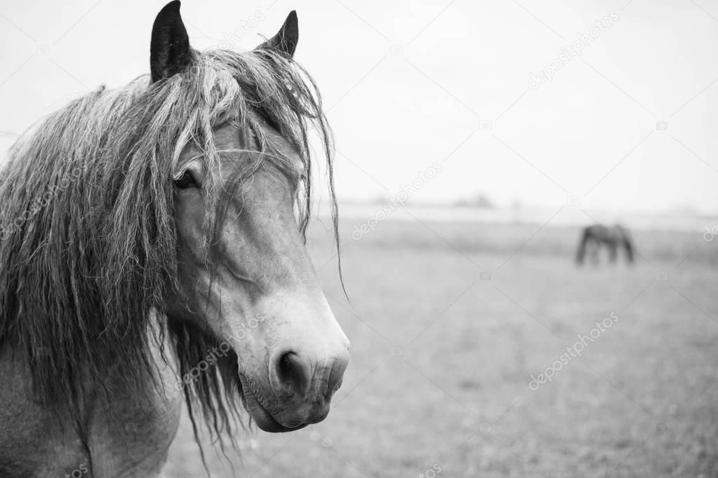 European wild horses in an open field