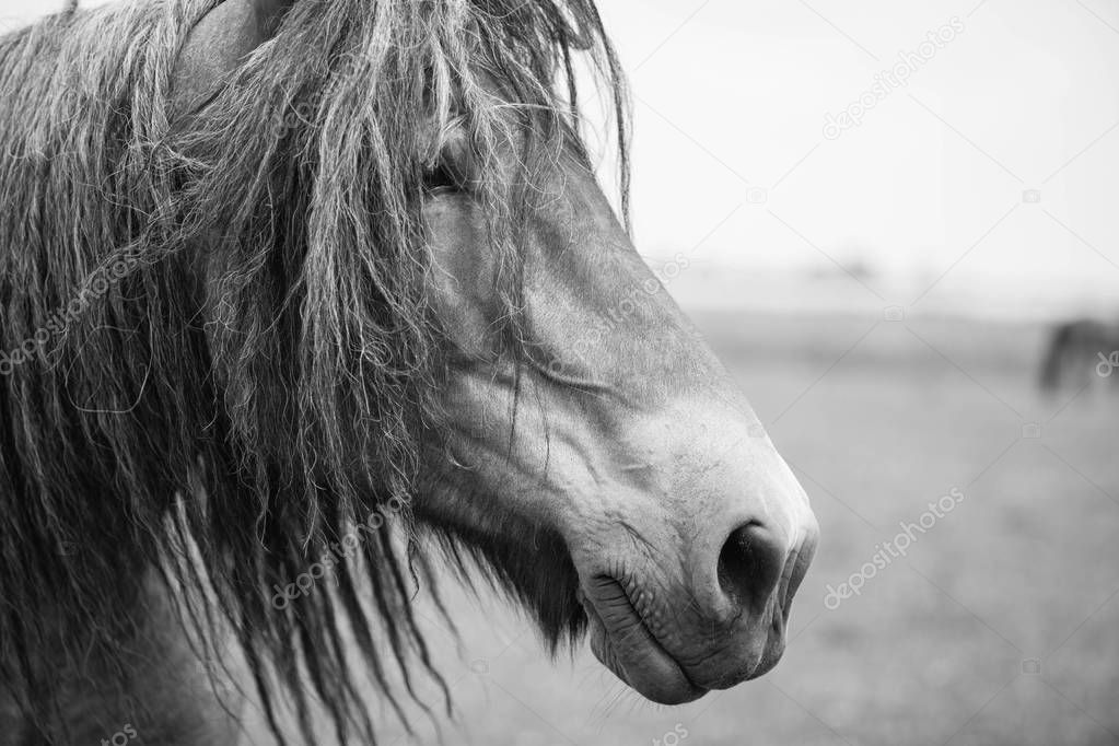 European wild horses in an open field