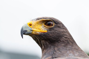 Harris 'in şahini (Parabuteo unicinctus)