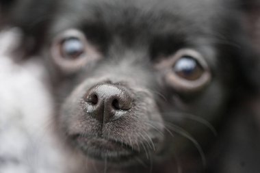 Siyah chihuahua portre