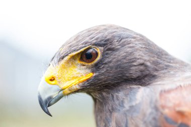 Harris 'in şahini (Parabuteo unicinctus)