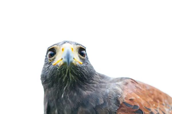 Harris's hawk (parabuteo unicinctus) — Stock Photo, Image
