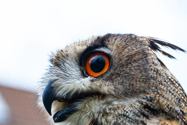 Búho de cuernos o búho águila — Foto de Stock