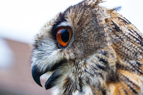 Búho de cuernos o búho águila — Foto de Stock