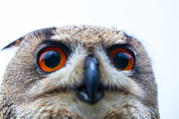 Búho de cuernos o búho águila — Foto de Stock