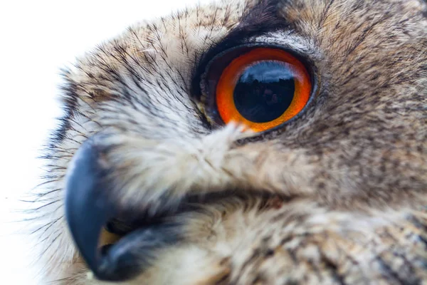 Horned Owl or Eagle owl — Stock Photo, Image