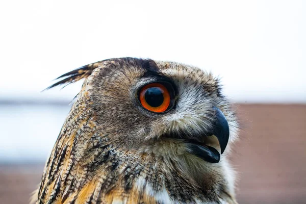 Horned Owl or Eagle owl — Stock Photo, Image