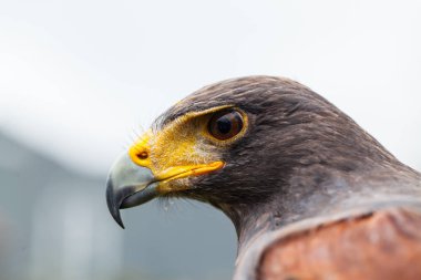 Harris 'in şahini (Parabuteo unicinctus)