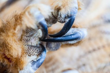 Eagle Owl Claw