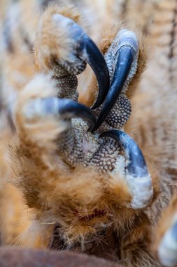Eagle Owl Claw