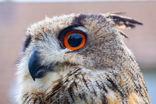 Búho de cuernos o búho águila — Foto de Stock