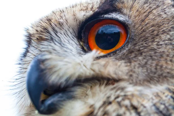 Búho de cuernos o búho águila — Foto de Stock