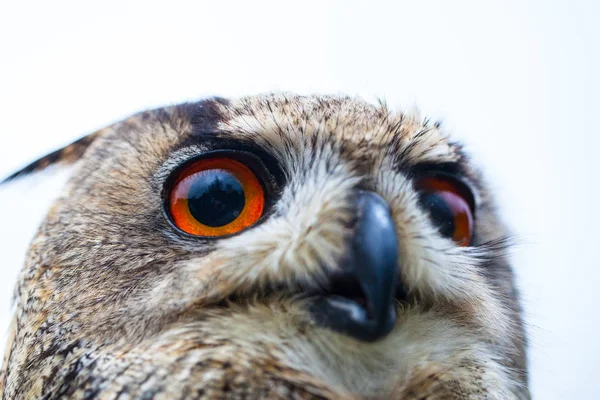 Búho con cuernos en la cabeza — Foto de Stock